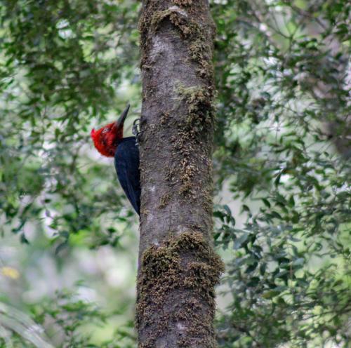a bird perched on the side of a tree branch at Lodge Parque Tepuhueico in Castro