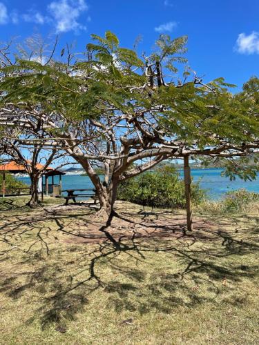 a tree on the beach with the ocean in the background at Maison Bel bonjou in Le Marin