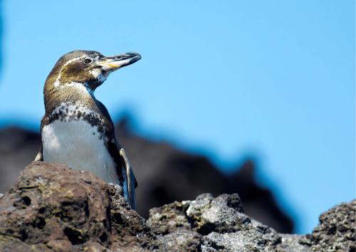 a bird sitting on top of a rock at Enchanted Galapagos Lodge in Puerto Ayora
