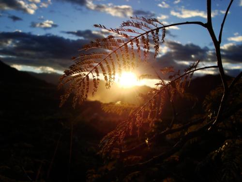 a plant with the sun in the background at Rumi Wilco Ecolodge & Nature Reserve-Cabañas & Camping in Vilcabamba