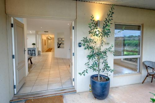 Una pianta in una pentola blu in un corridoio di Triple Creek Guest House - Barossa Region a Seppeltsfield