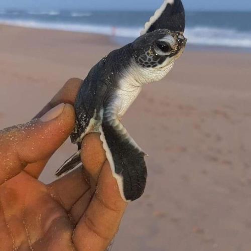a person holding a small lizard on a beach at Lagoon gate Tangalle Resort in Tangalle