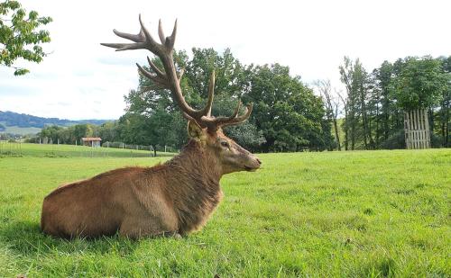 a brown deer laying in a field of grass at Bungalovy BLUDOVEČEK in Bludov