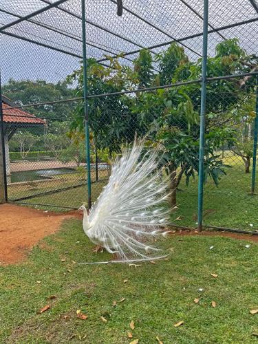 Zahrada ubytování Birds Resort Hambantota