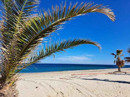 una palma su una spiaggia sabbiosa con l'oceano di Casa Solaris a SantʼAndrea Apostolo dello Ionio