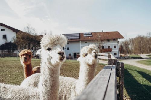 un grupo de llamas de pie junto a un banco de madera en Ferienhof Petermühle Urlaub mit Alpakas en Amerang