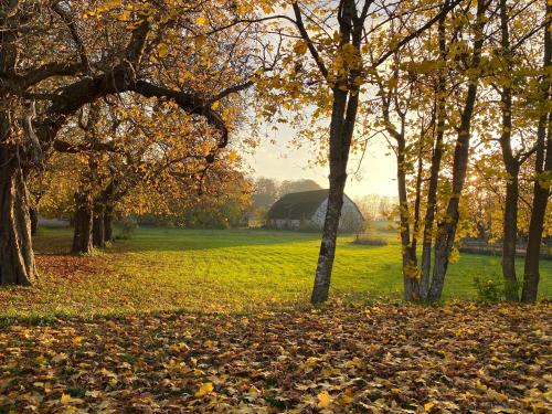 a group of trees with leaves on the grass at Tullesbo Sätesgård in Sjöbo