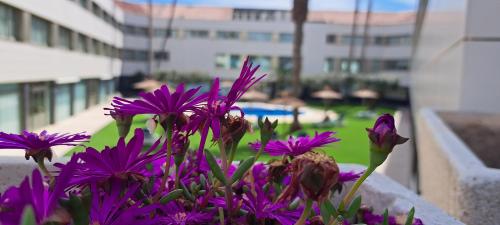 a bunch of purple flowers in a planter on a balcony at Daniya Alicante in Alicante
