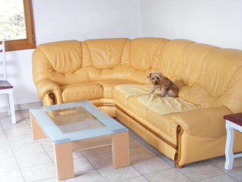 a dog sitting on a couch in a living room at le chalet in Saint-Nabord