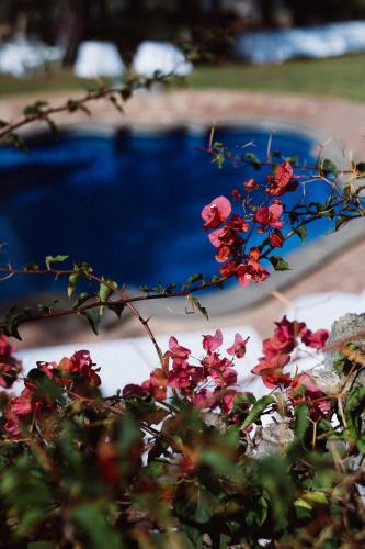 a bush with pink flowers next to a pool at Capo Santa Fortunata in Sorrento