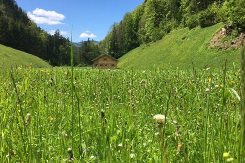 um campo de relva verde alta com uma casa ao fundo em Ferienhaus Rimsgrund em Bezau