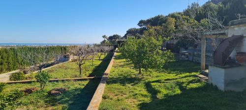 an aerial view of an apple orchard with trees at El Collado in Cullera