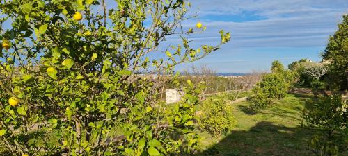 an orange tree in a garden with a fence at El Collado in Cullera