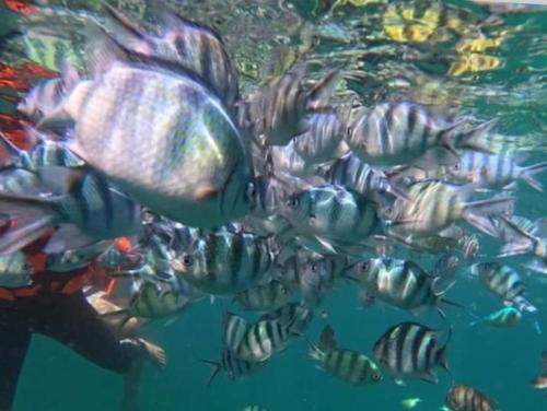 a group of fish swimming in the water at Mateoasis in Ko Kood