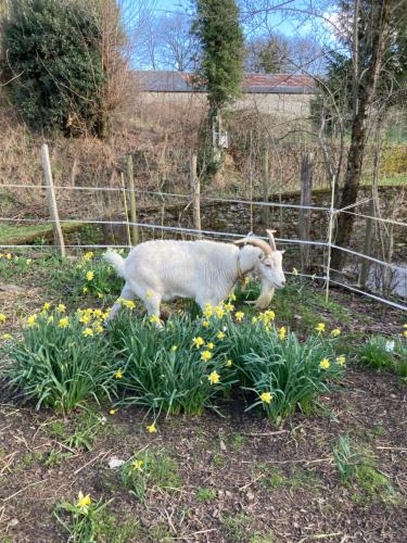 Animales en el bed & breakfast o alrededores