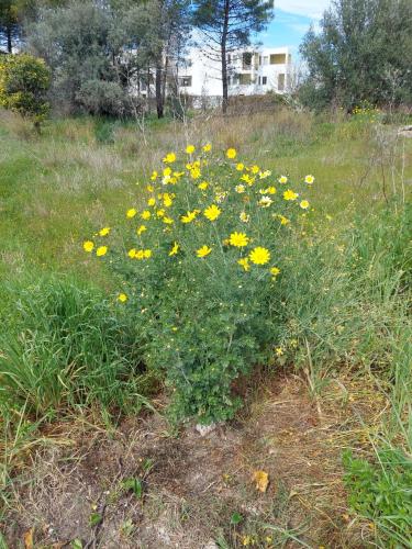 a bunch of yellow flowers in a field at Alloggio in Isca sullo Ionio