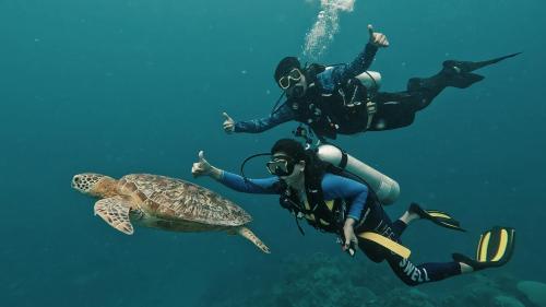 two people and a sea turtle in the water at Sienna Resort in Maratua Atoll