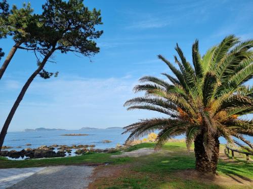 una palmera en un camino de tierra junto al océano en El Piso de María, en Vigo