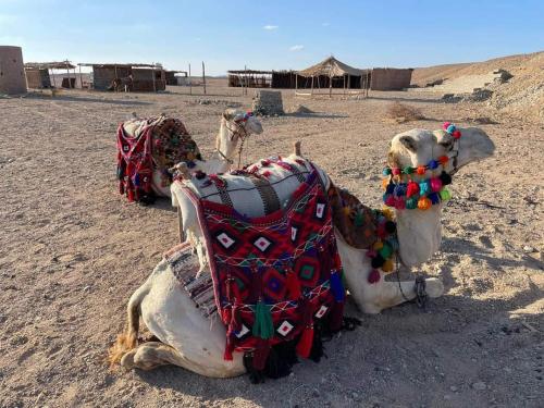 un camello tirado en el suelo en el desierto en Apadi camp en Coraya Bay