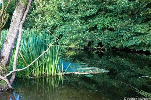 a body of water with a tree and some grass at The Mews -- Luxury Stay at Bellingham Estate in Castlebellingham