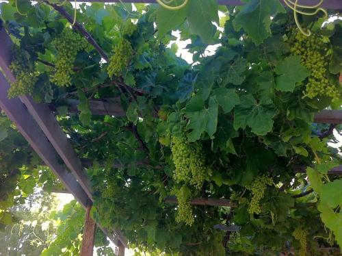 a bunch of green grapes hanging from a tree at Mini Villas Blue in Keratokampos
