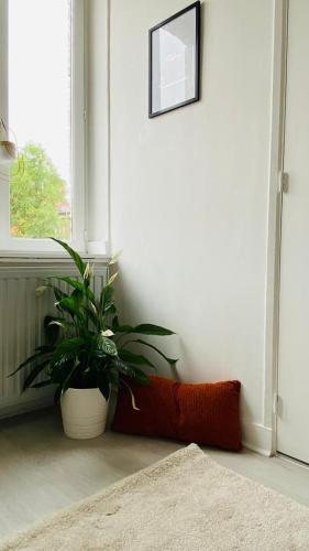 une plante assise dans une pièce à côté d'une fenêtre dans l'établissement Maisonette Tran, à Lille