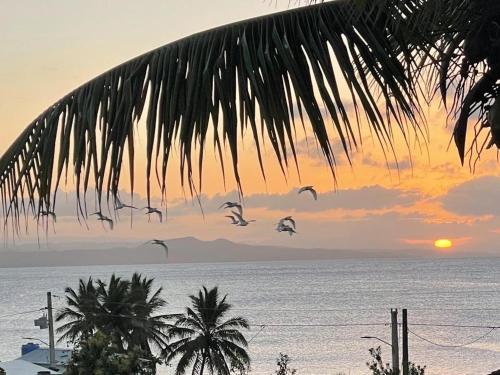 um grupo de pássaros voando sobre o oceano ao pôr do sol em Apartamentos La Torre em Río San Juan