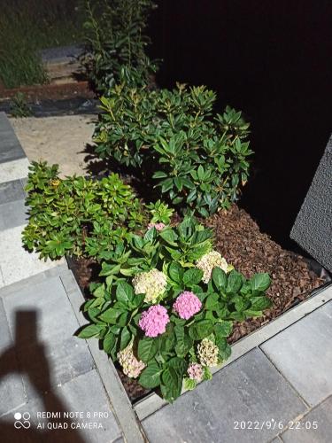 a flower garden with pink flowers and green plants at 3-Studio in Poznań