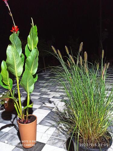 a group of plants in pots on a table at 3-Studio in Poznań