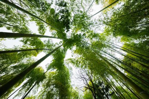 a view of the tops of trees in a forest at Ryoan Fukinotou in Bungotakada