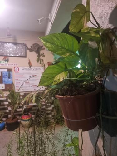 a plant in a pot on a wall with other plants at Dream Vision Guest House in Diu