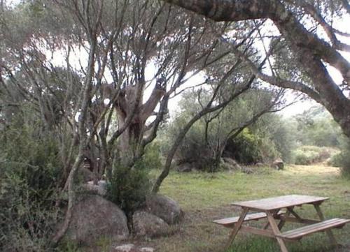 einen Picknicktisch unter einem Baum auf einem Feld in der Unterkunft Les bergeries d'Ogliastrello in Figari