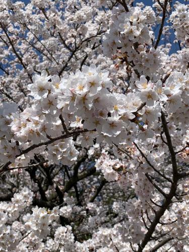 a tree full of white cherry blossoms in the sky at Hotel Hana Ichirin in Kanazawa