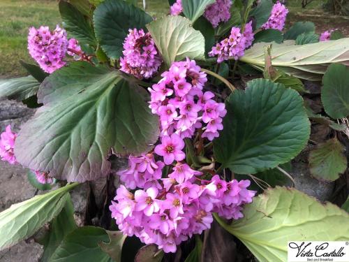 a bunch of purple flowers with green leaves at Vista Castello in Rovereto