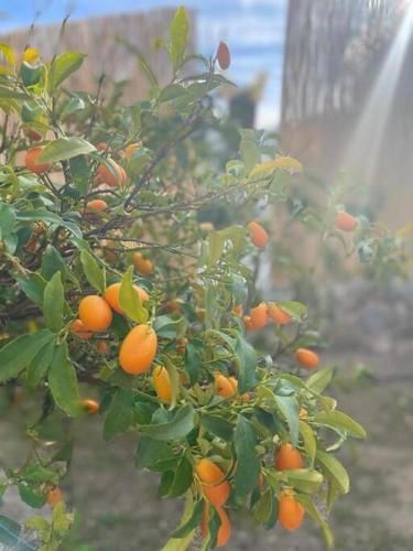 an orange tree with lots of oranges on it at The Nook at Monda in Monda