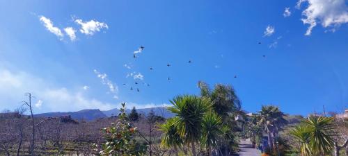 a blue sky with palm trees and a dirt road at B&B Dimora dell' Etna in Milo