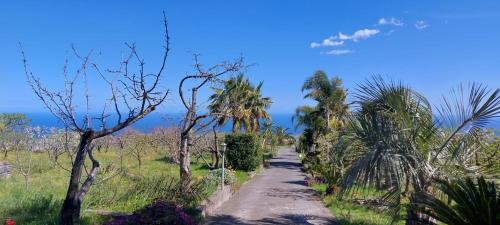 a dirt road with palm trees on the side at B&B Dimora dell' Etna in Milo