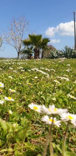 a field of white flowers in the grass at La Dolce Vita in Castelfidardo