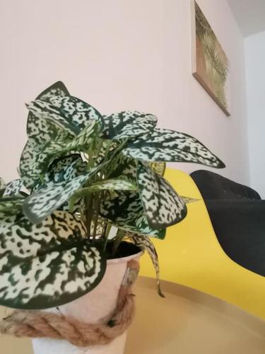 a green plant in a white pot on a table at Casa Apartment @ Ipoh 【怡保民宿】 in Ipoh