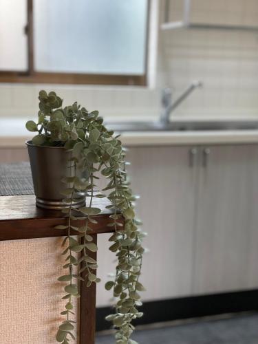 a potted plant sitting on a table in a kitchen at Best Shinjuku Modern Full-furnished Family size Apartment3 ONLY 2min to Shinjuku by Train in Tokyo