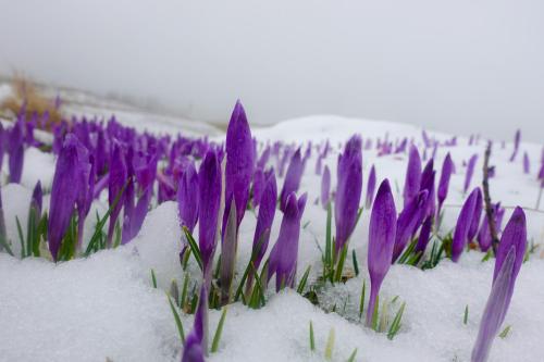 Φωτογραφία από το άλμπουμ του Koča Kronca - Velika planina σε Stahovica
