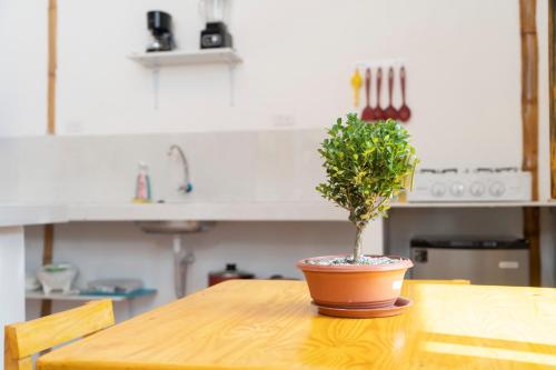 uma planta em vasos sentada numa mesa de madeira numa cozinha em Surfside BEACH FRONT CABANAS em Montañita
