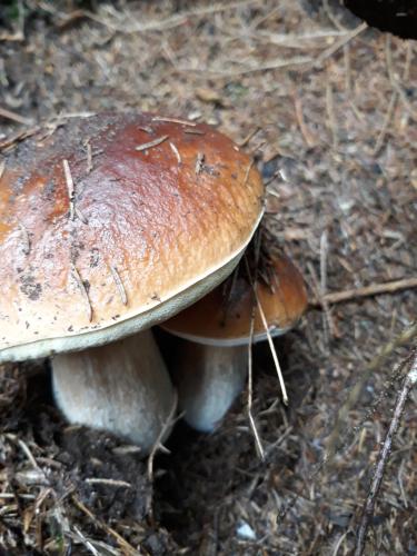 a close up of a mushroom on the ground at Roubenka Mlýn u skály Deštné v Orlických horách volné termíny 5 bytů in Deštné v Orlických horách