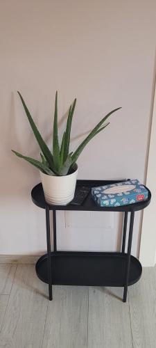 a plant sitting on a black table with a pot at B and B da Magna Cichina in Collegno