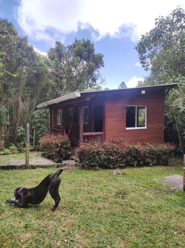 a black dog walking in front of a house at Cabañas La Silleta in Santa Elena