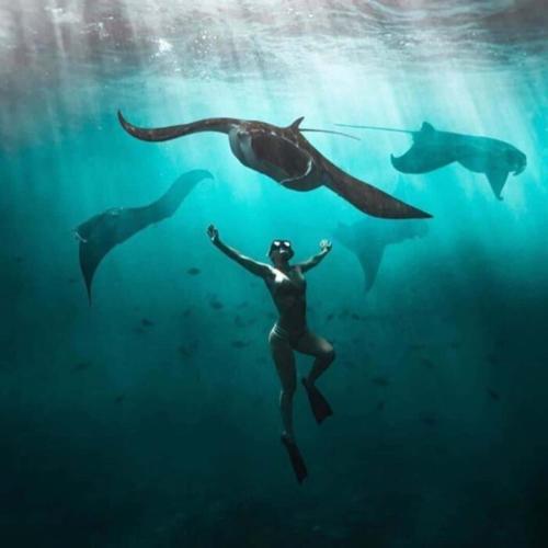 een vrouw die in de oceaan zwemt met een groep dolfijnen bij Lembongan snorkling in Klungkung
