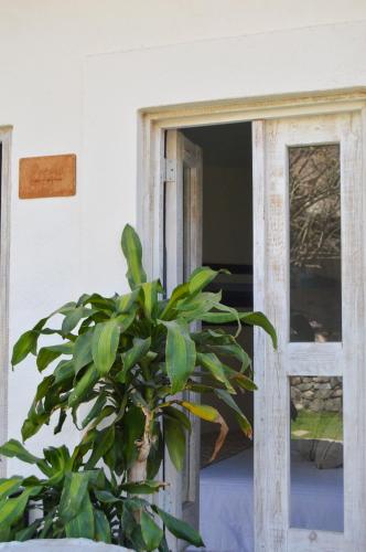 a plant in front of a door with a window at Hotel de Piedra in Bernal