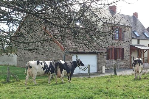 trois vaches debout dans un champ devant une maison dans l'établissement Gîte le Mont, à la campagne en Normandie, proche du Mont St Michel, à Lolif