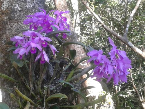 a bunch of purple flowers in front of a tree at Cabañas La Montaña in Monteverde Costa Rica