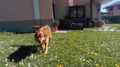 a brown dog walking through a field of flowers at Art Music House Lake Como Dongo in Dongo